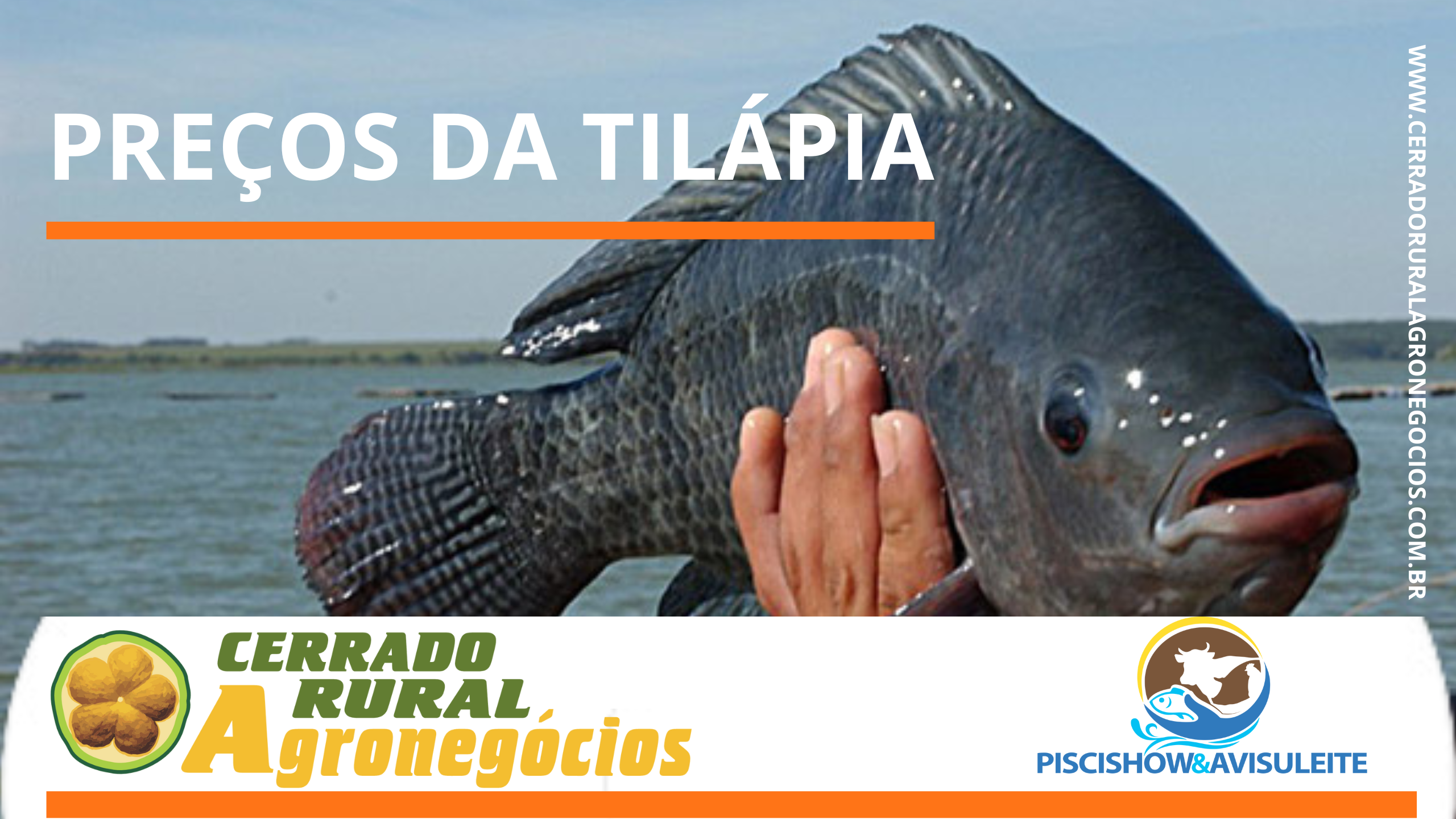 PREÇOS DA TILÁPIA – Mercado da espécie continua estagnada